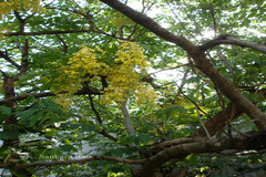 Cassia fistula